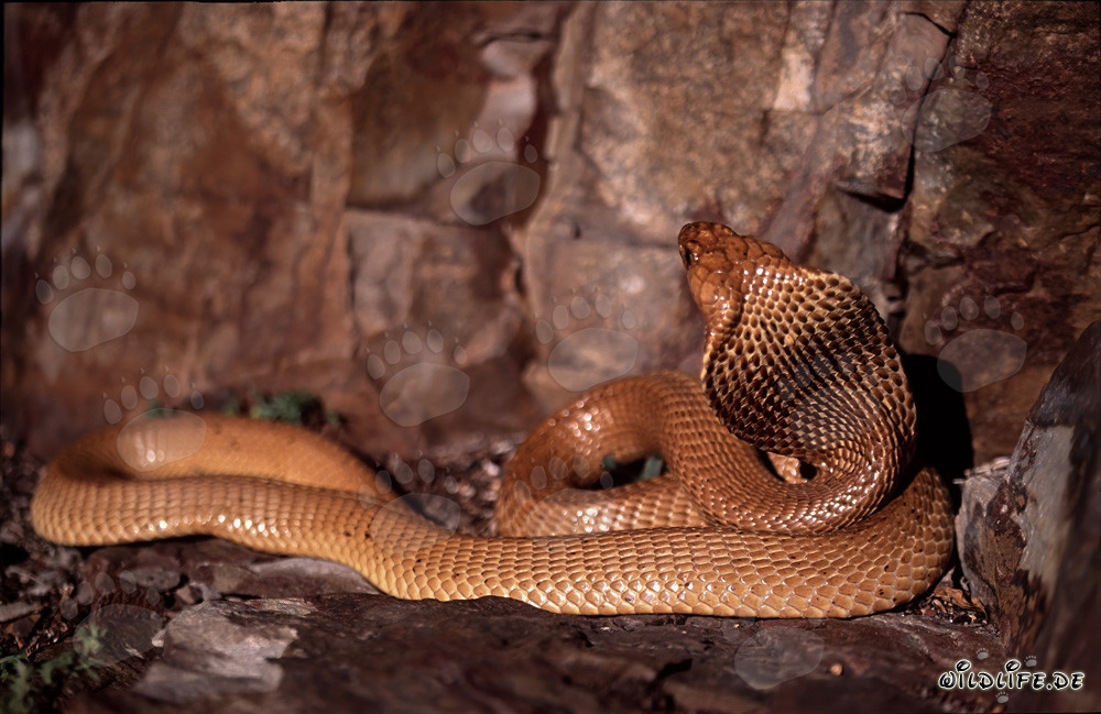 Cobra del Capo - La pericolosa bellezza del Naja nivea