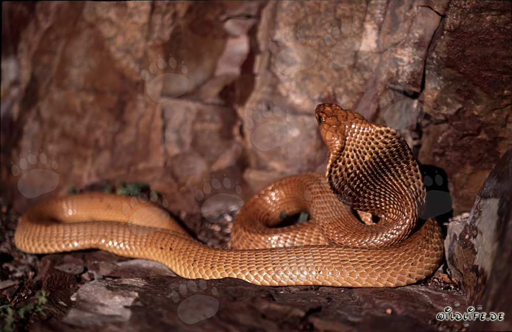 Cobras du Cap - La beauté dangereuse du Naja nivea