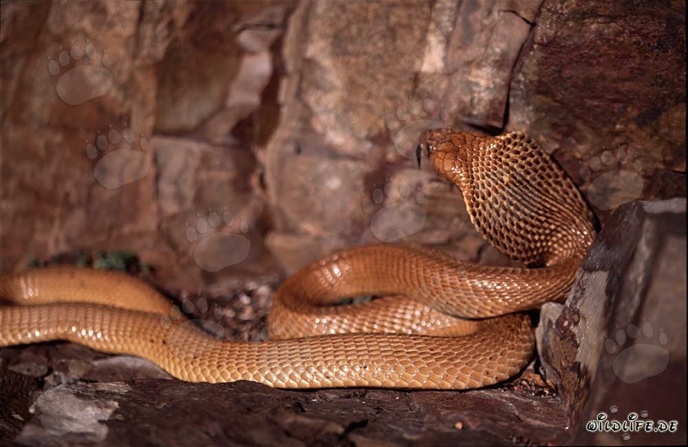 Cape Cobra (Naja nivea) in the Gansbaai Mountains, Western Cape, South Africa