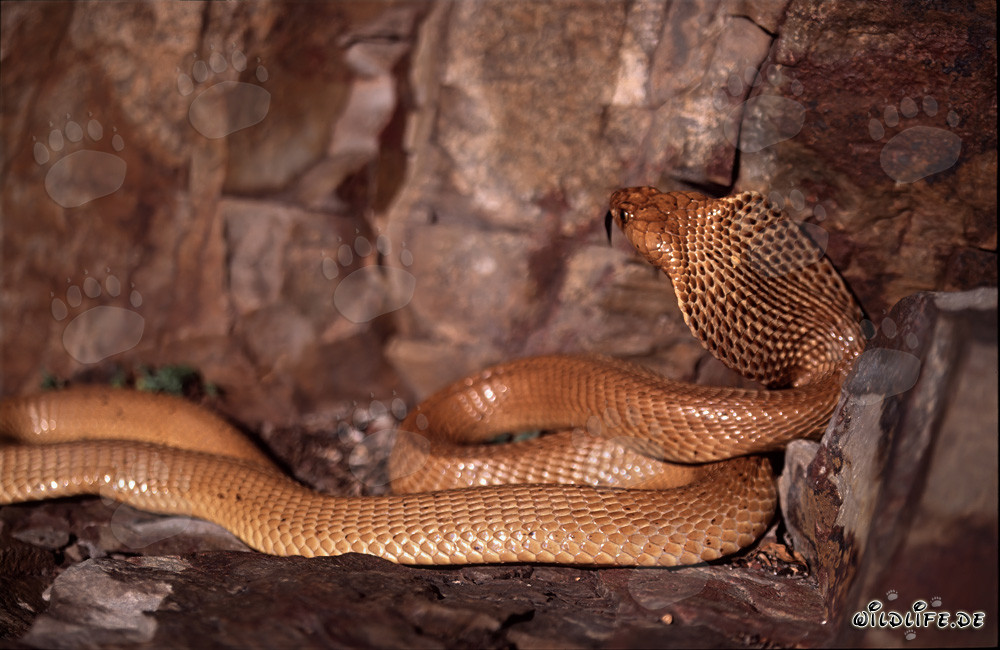Cobra del Cabo (Naja nivea) en las montañas de Gansbaai, Cabo Occidental, Sudáfrica
