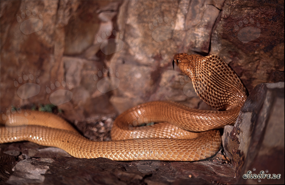 Cobras du Cap (Naja nivea) dans les montagnes de Gansbaai, Cap-Occidental, Afrique du Sud