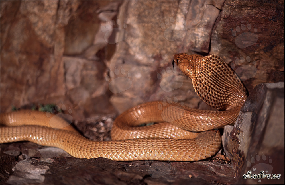 Cobra del Capo (Naja nivea) nelle montagne di Gansbaai, Capo Occidentale, Sudafrica