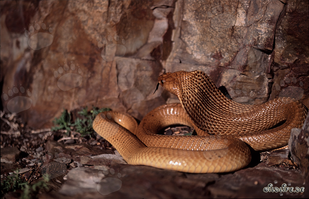 The fascinating Cape Cobra (Naja nivea)