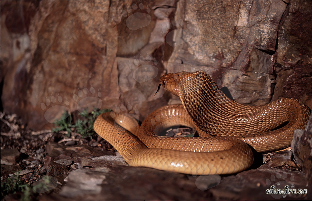 La fascinante cobra del Cabo (Naja nivea)