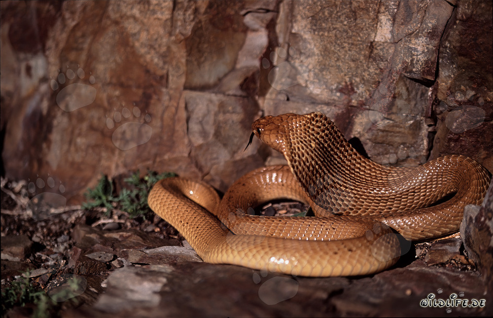 Il fascinante cobra del Capo (Naja nivea)
