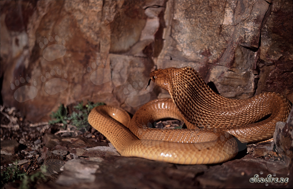 Le fascinant cobra du Cap (Naja nivea)