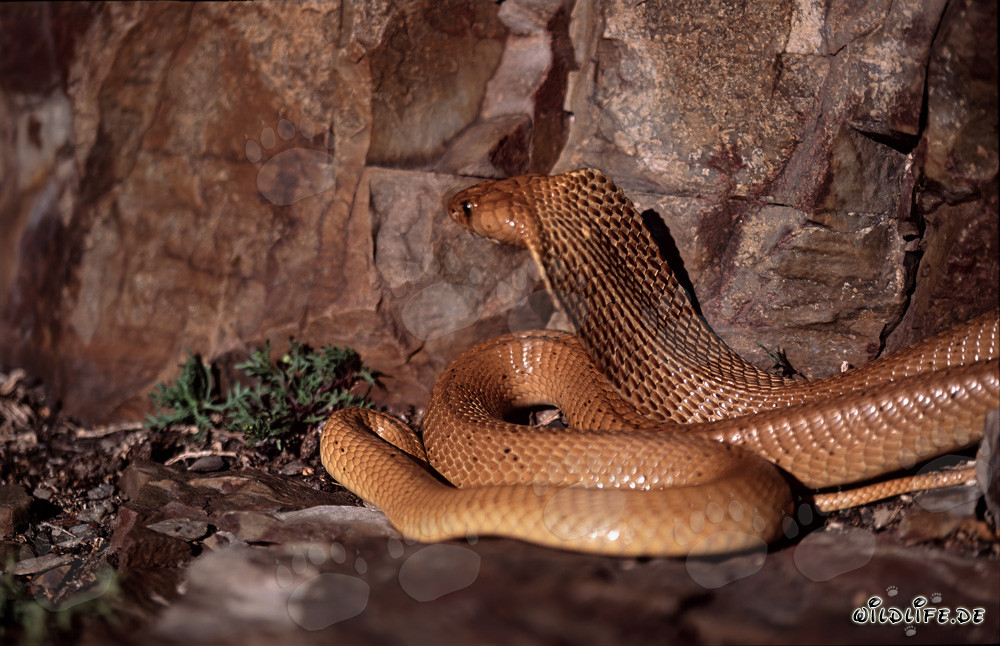 Cobra del Cabo (Naja nivea) en la ladera soleada del Cabo Occidental