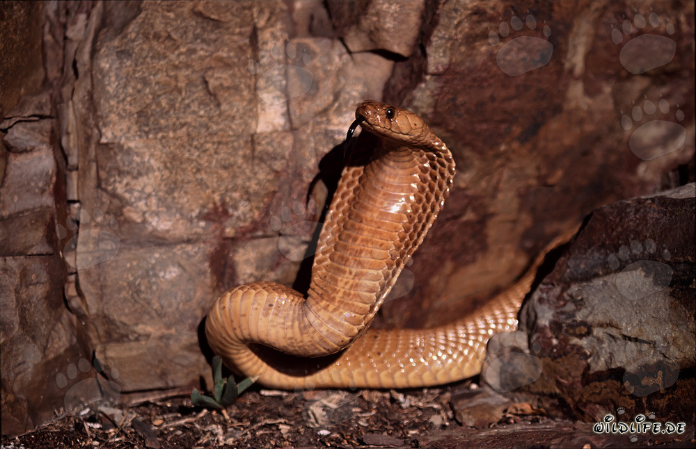 Impressive threat display of the Cape Cobra in the Gansbaai Mountains