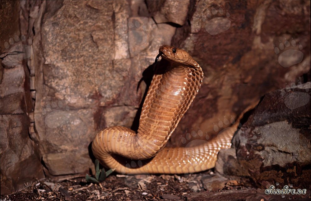 Comportamiento amenazante imponente de la cobra del Cabo en las montañas de Gansbaai