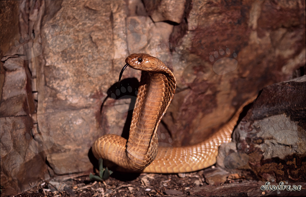 Impressionnante Cape Cobra dans les montagnes de Gansbaai, Afrique du Sud