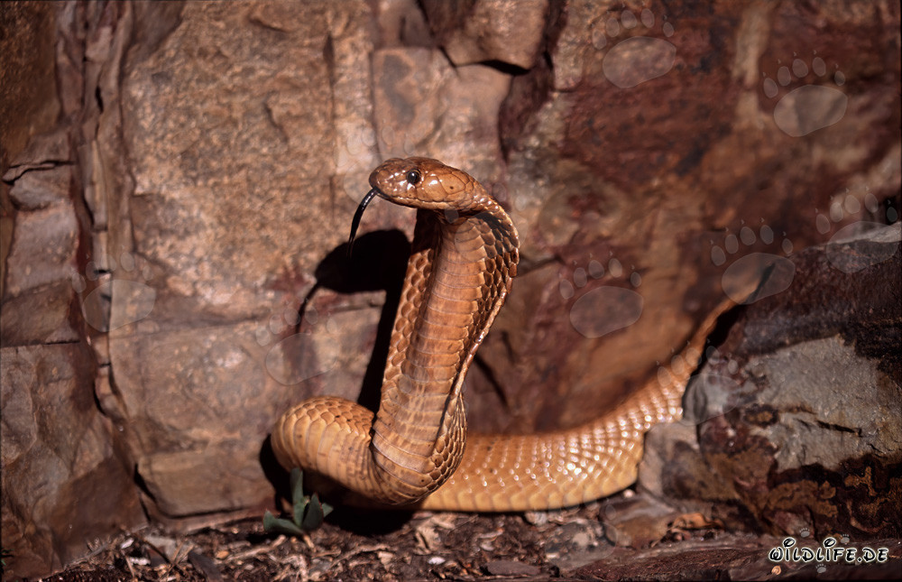 Impressive Cape Cobra in the Gansbaai Mountains, South Africa