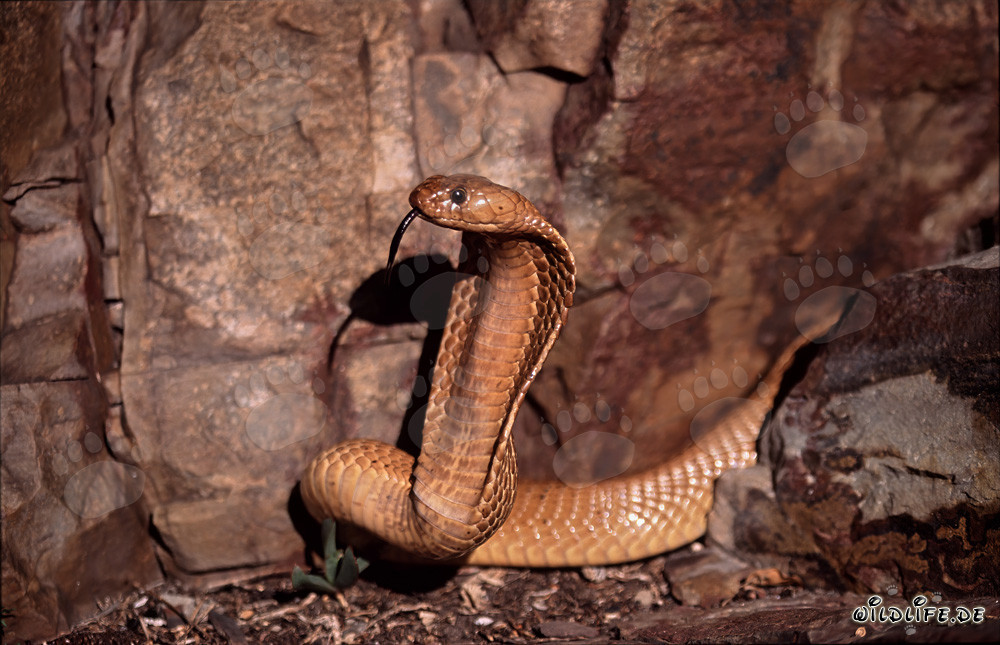 Impresionante Cobra del Cabo en las montañas de Gansbaai, Sudáfrica