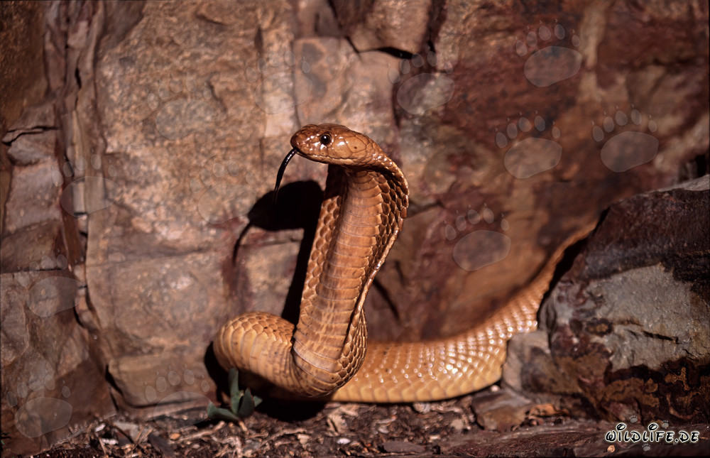 Impressionante Cobra del Capo sulle montagne di Gansbaai, Sudafrica