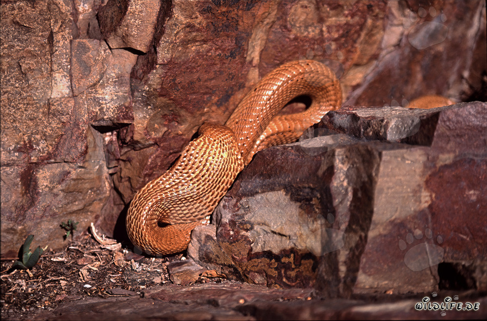 Cape Cobra dorée fascinante dans les montagnes de Gansbaai
