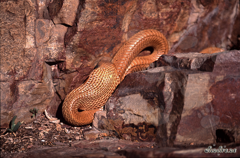 Fascinating Golden Shiny Cape Cobra in the Gansbaai Mountains