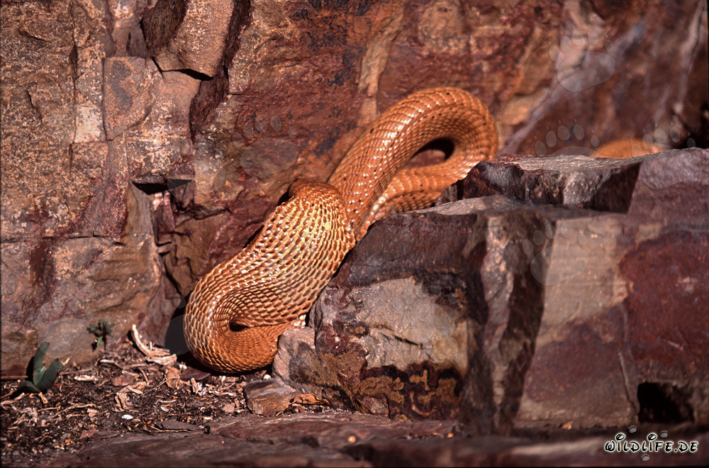 Cobra del Cabo dorada fascinante en las montañas de Gansbaai
