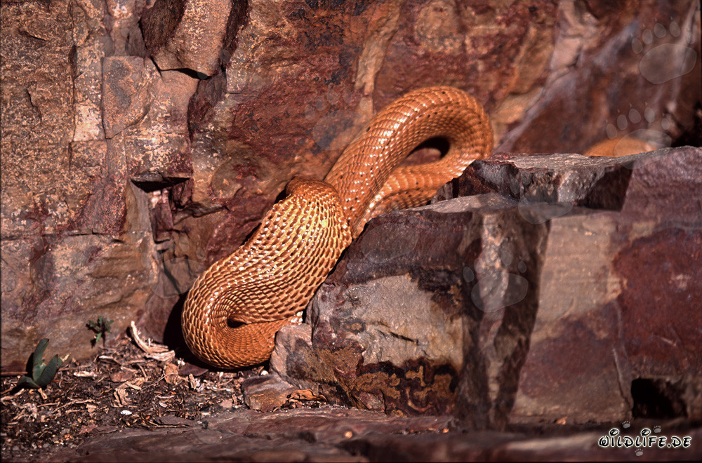 Affascinante Cobra del Capo dorata sulle montagne di Gansbaai