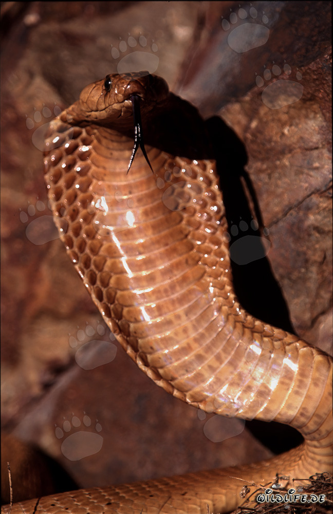 Cape Cobra displaying its hood in the Gansbaai Mountains