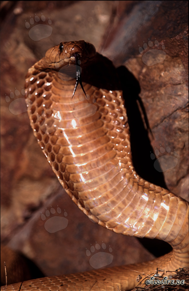 Cobra del Cabo concentrada en las montañas de Gansbaai