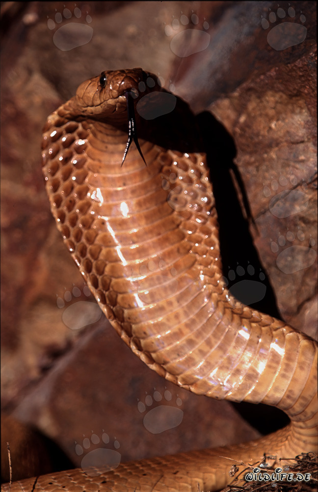 Cobras du Cap concentrées dans les montagnes de Gansbaai