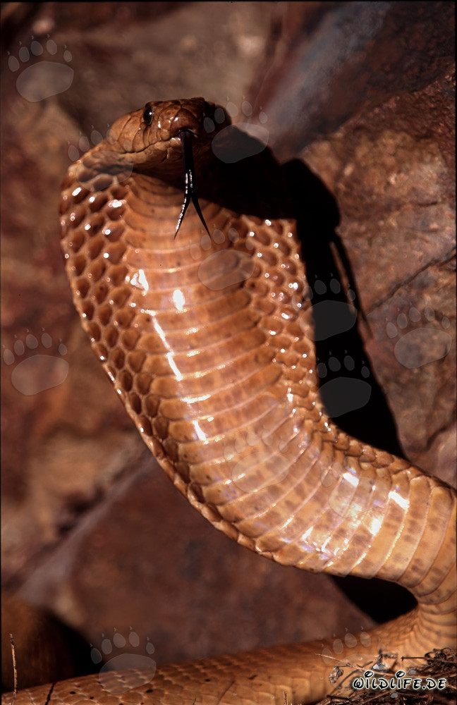 Cobra del Capo concentrata sulle montagne di Gansbaai
