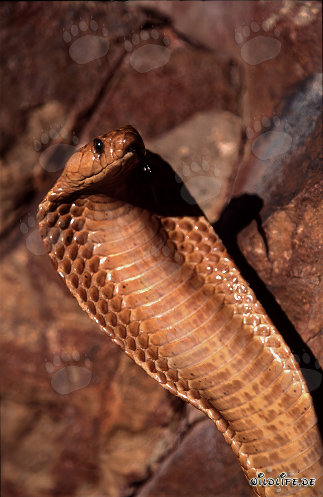Cobra del Cabo (Naja nivea)