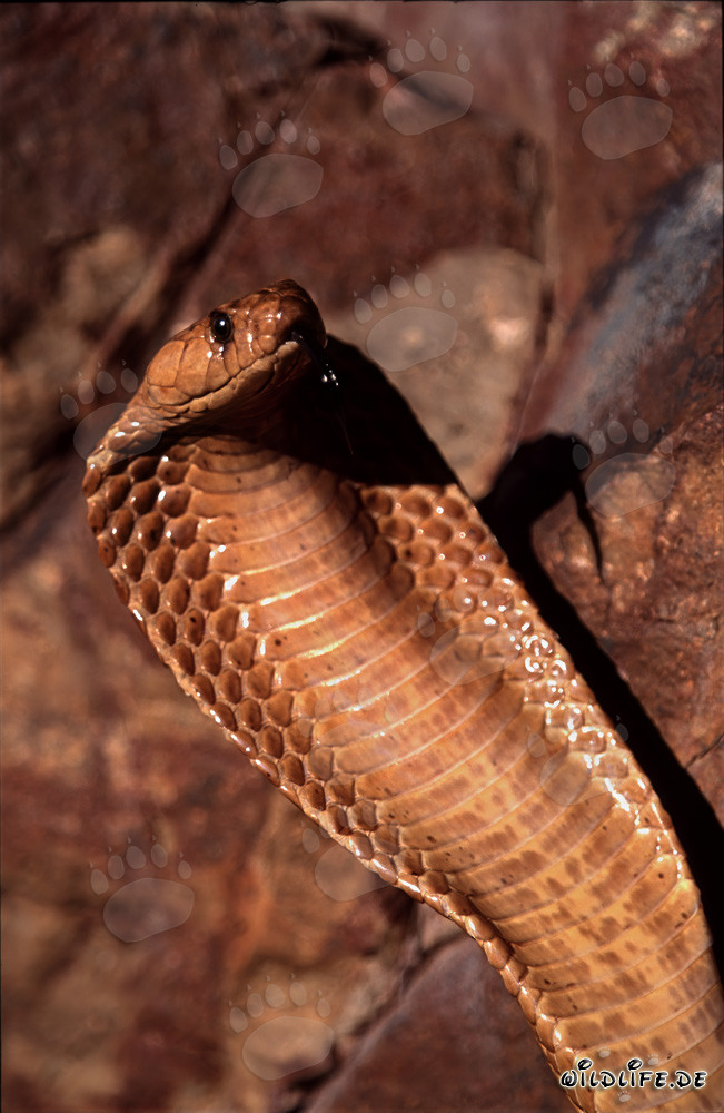 Cobra del Capo (Naja nivea)