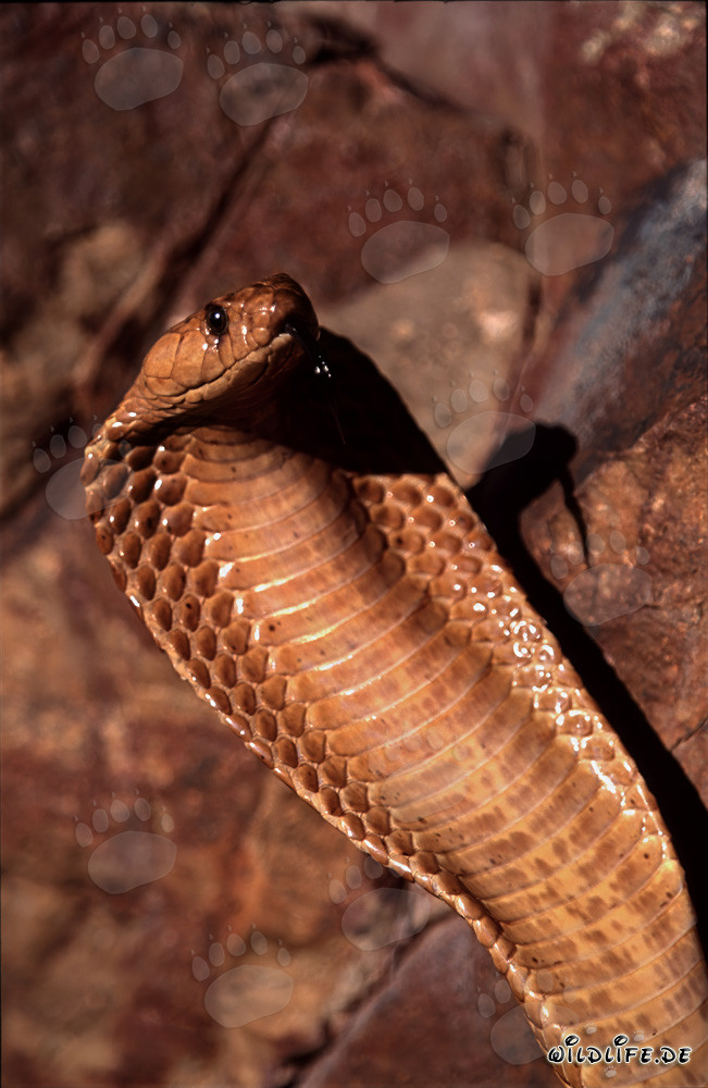 Cobra du Cap (Naja nivea)
