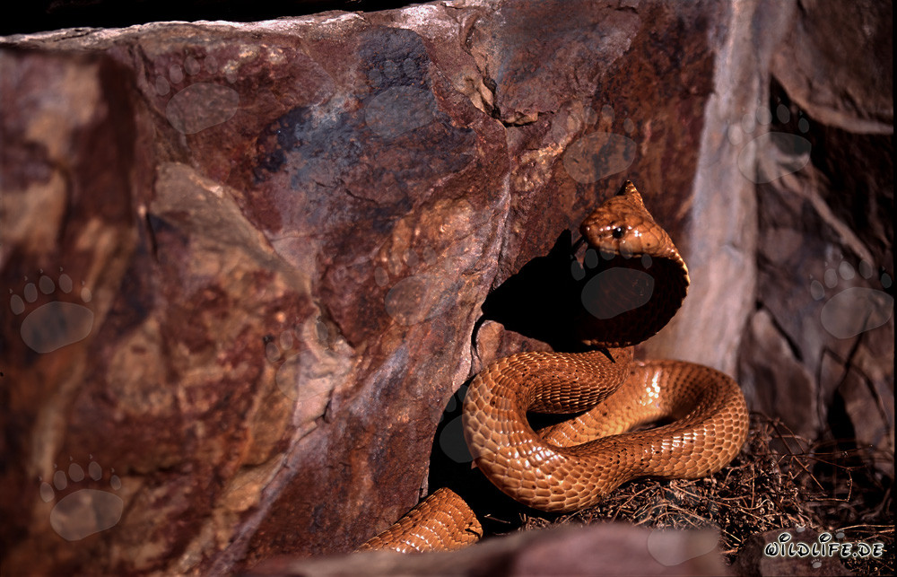 La Cobra Dorada del Cabo explora su entorno