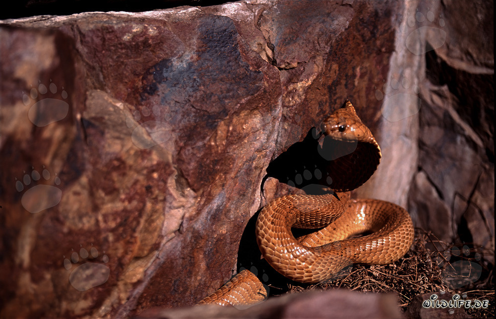 La Cobra Dorata del Capo esplora il suo ambiente