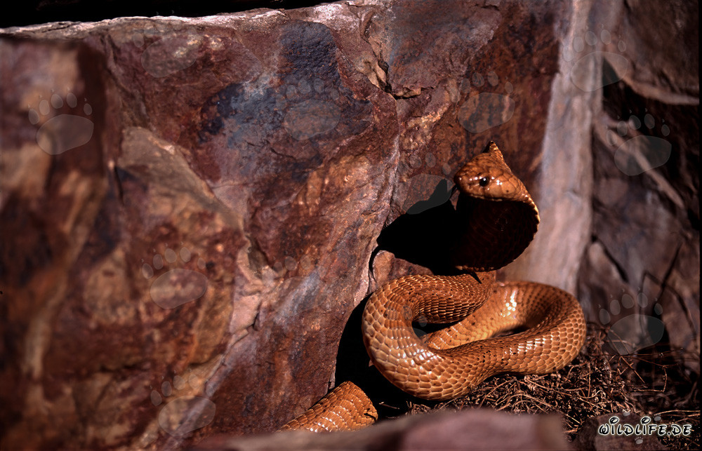 Golden Cape Cobra exploring its surroundings