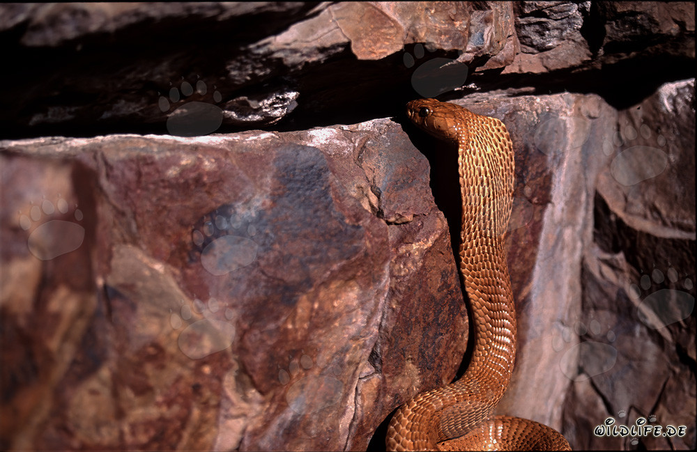 Cobra del Cabo observa curiosamente una grieta en la roca
