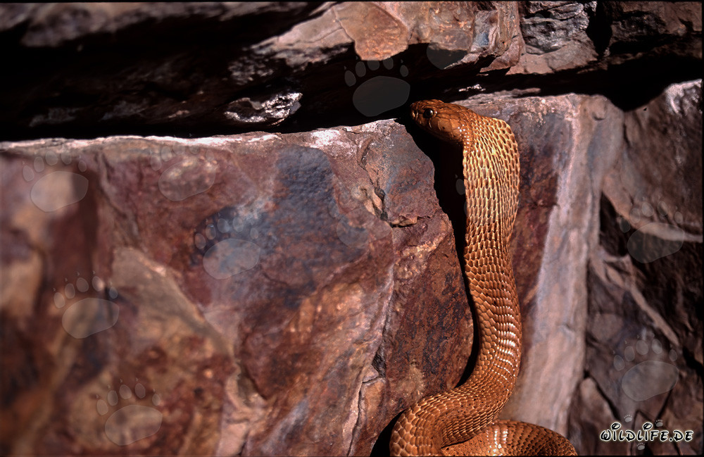 Cobra del Capo osserva curiosamente una fessura nella roccia