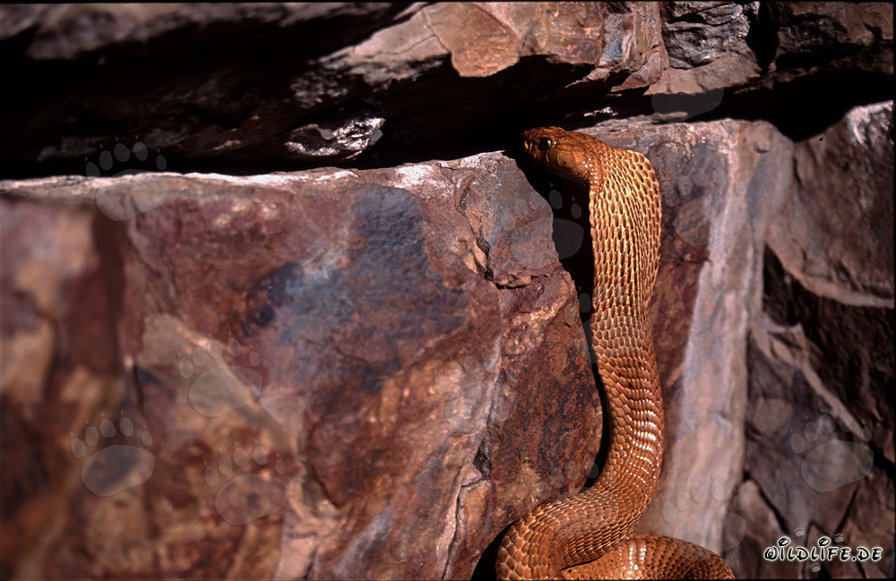 Cobra du Cap observe curieusement une fissure rocheuse