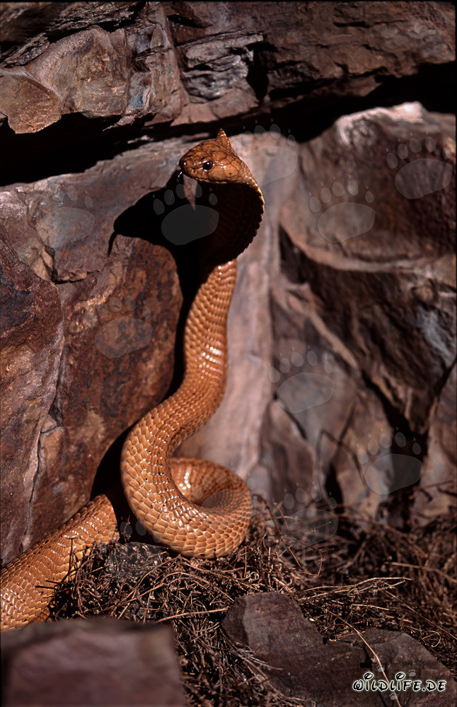 Cobra del Cabo majestuosa en la naturaleza salvaje de Sudáfrica