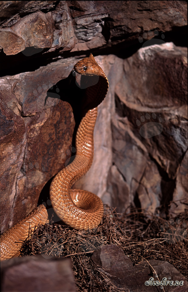 Cobra du Cap majestueuse dans la nature sauvage d'Afrique du Sud