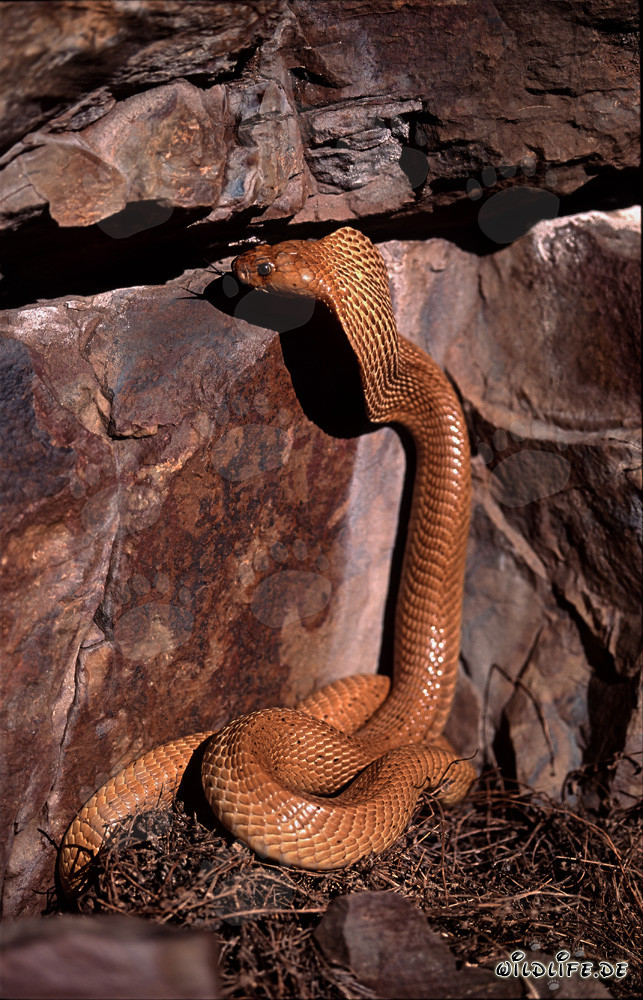 Fascinating Cape Cobra observing a rock column