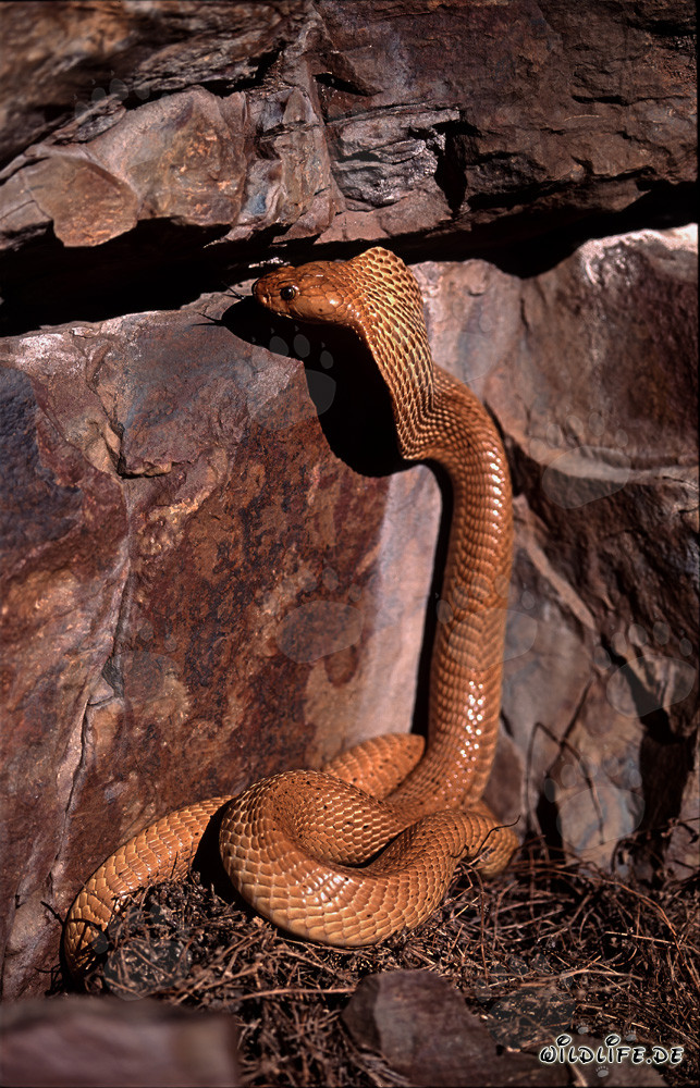 Fascinante cobra de El Cabo observando una grieta en la roca