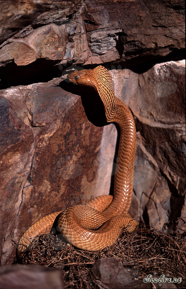 Affascinante cobra del Capo osserva una fessura nella roccia