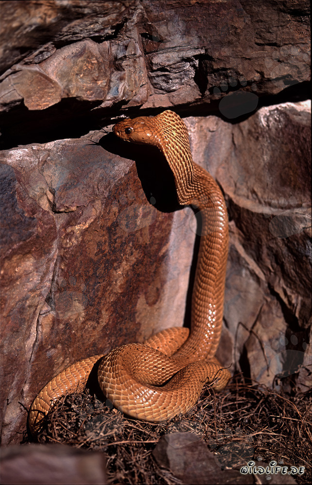 Cobra du Cap fascinante observant une crevasse dans la roche