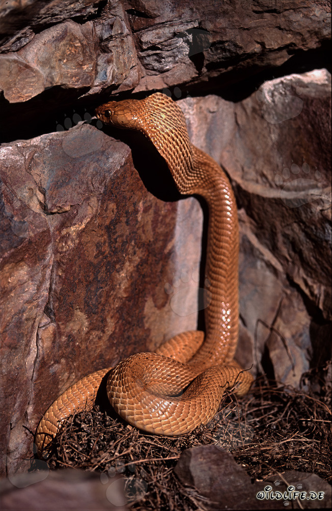 Cape Cobra curiously explores a rock crevice