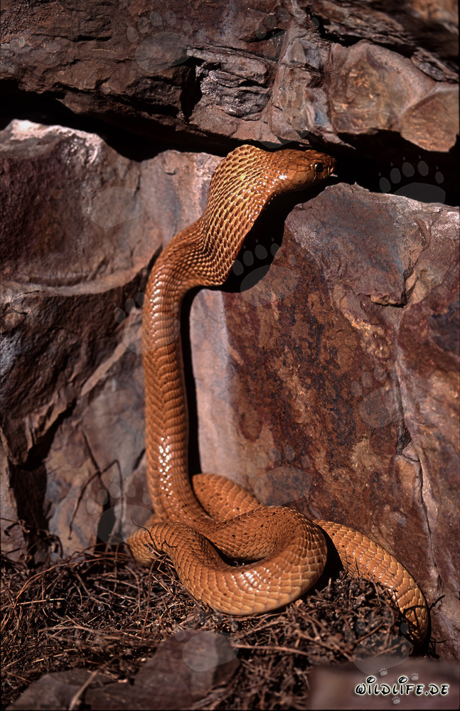 Cobra de El Cabo Dorada en camino hacia su grieta en las montañas de Gansbaai