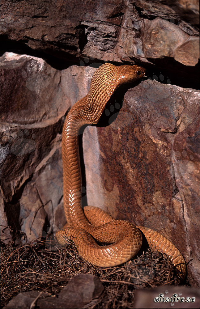 Cobra du Cap dorée se dirige vers sa crevasse dans les montagnes de Gansbaai