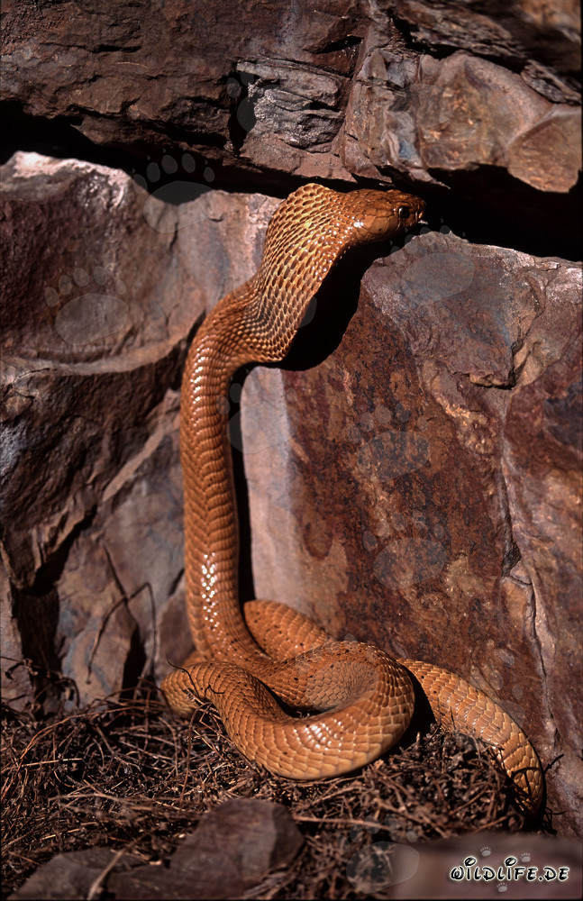 Golden Cape Cobra on its way to a rock crevice in the Gansbaai Mountains