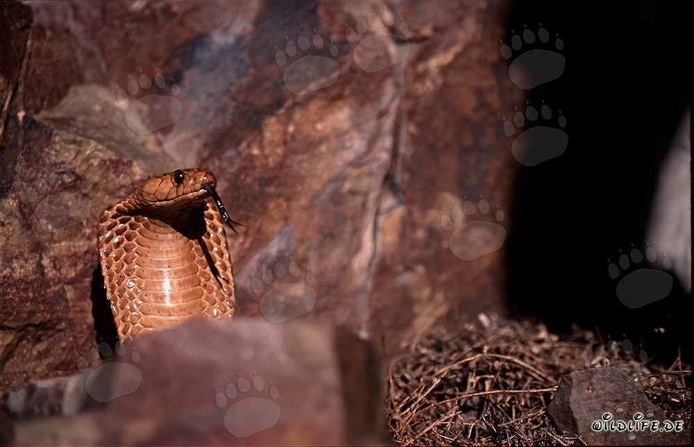 Cape Cobra basking in the sun over colorful rocks