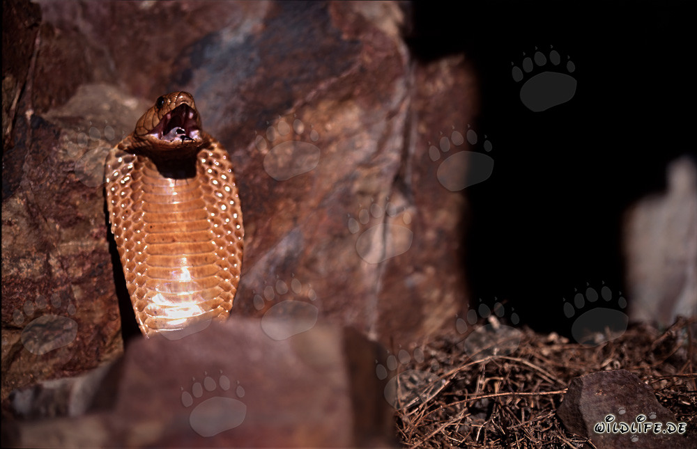 Impresionante comportamiento amenazante de la cobra del Cabo en las montañas de Gansbaai, Sudáfrica