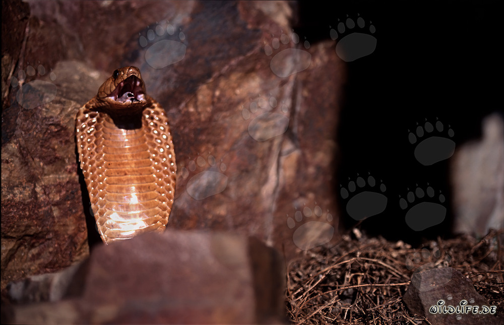 Comportement menaçant impressionnant du cobra du Cap dans les montagnes de Gansbaai, Afrique du Sud