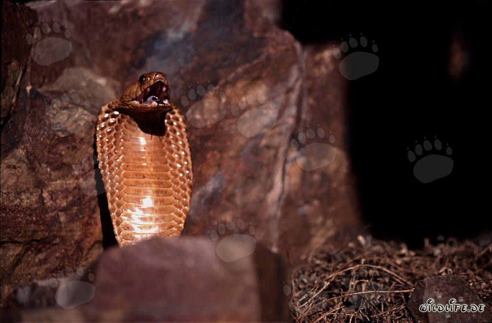 Tense Cape Cobra on Rocky Outcrop in the Gansbaai Mountains, South Africa