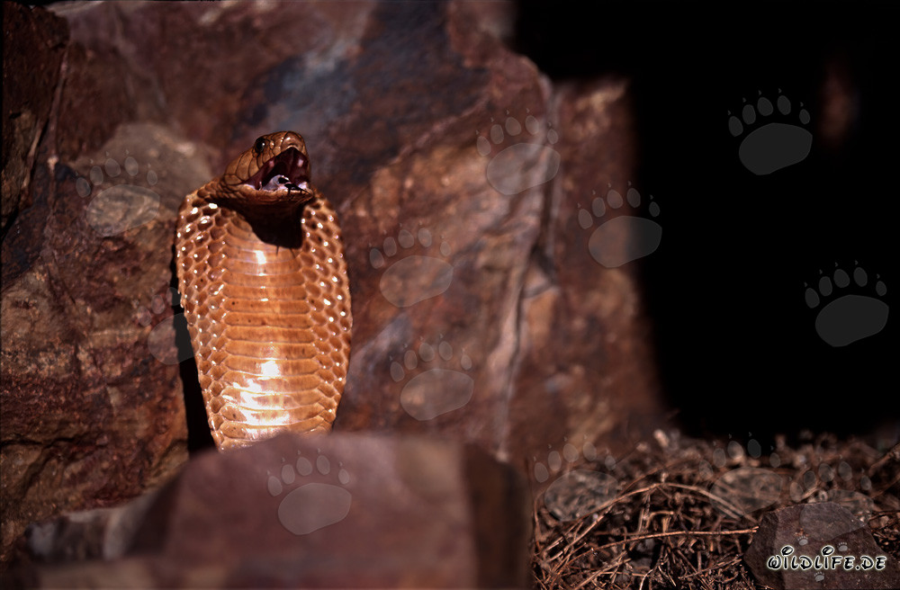 Cobra del Capo tesa su una sporgenza rocciosa nelle montagne di Gansbaai, Sudafrica