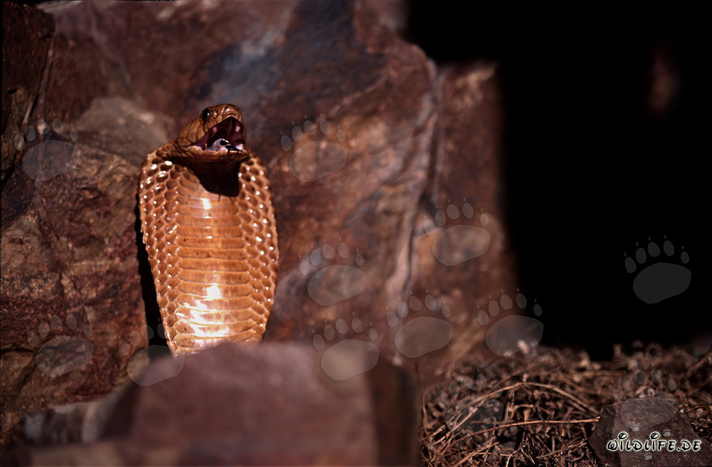 Angespannte Kapkobra auf Felsvorsprung in den Gansbaai Mountains, Südafrika